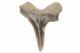 Fossil Ginsu Shark (Cretoxyrhina) Tooth - Kansas #219149-1